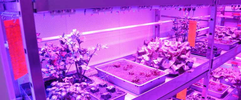 Innovatief voedsel verbouwen in Den Bosch. Foto: Pieter Verbeek.